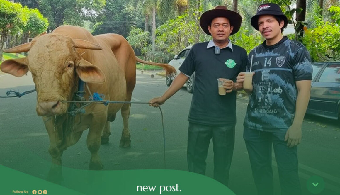 Jual-Sapi-Qurban-Raksasa-di-Jabodetabek