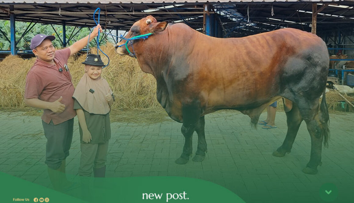 Peternakan-Sapi-Qurban-Terbesar-di-Indonesia
