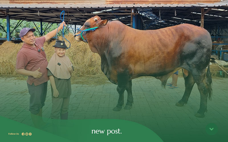 Peternakan-Sapi-Qurban-Terbesar-di-Indonesia