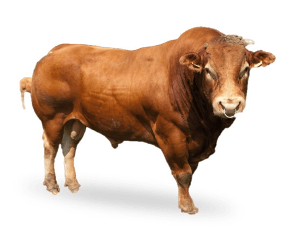 Sapi-Limousin