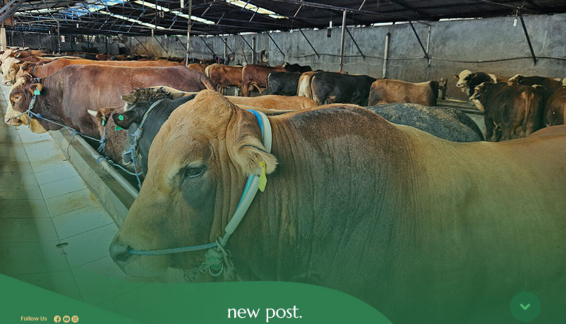 Tips-Memilih-Sapi-Qurban-yang-Sehat-dan-Sesuai-Syariat