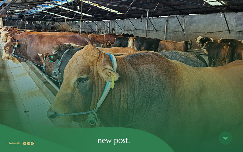 Tips-Memilih-Sapi-Qurban-yang-Sehat-dan-Sesuai-Syariat